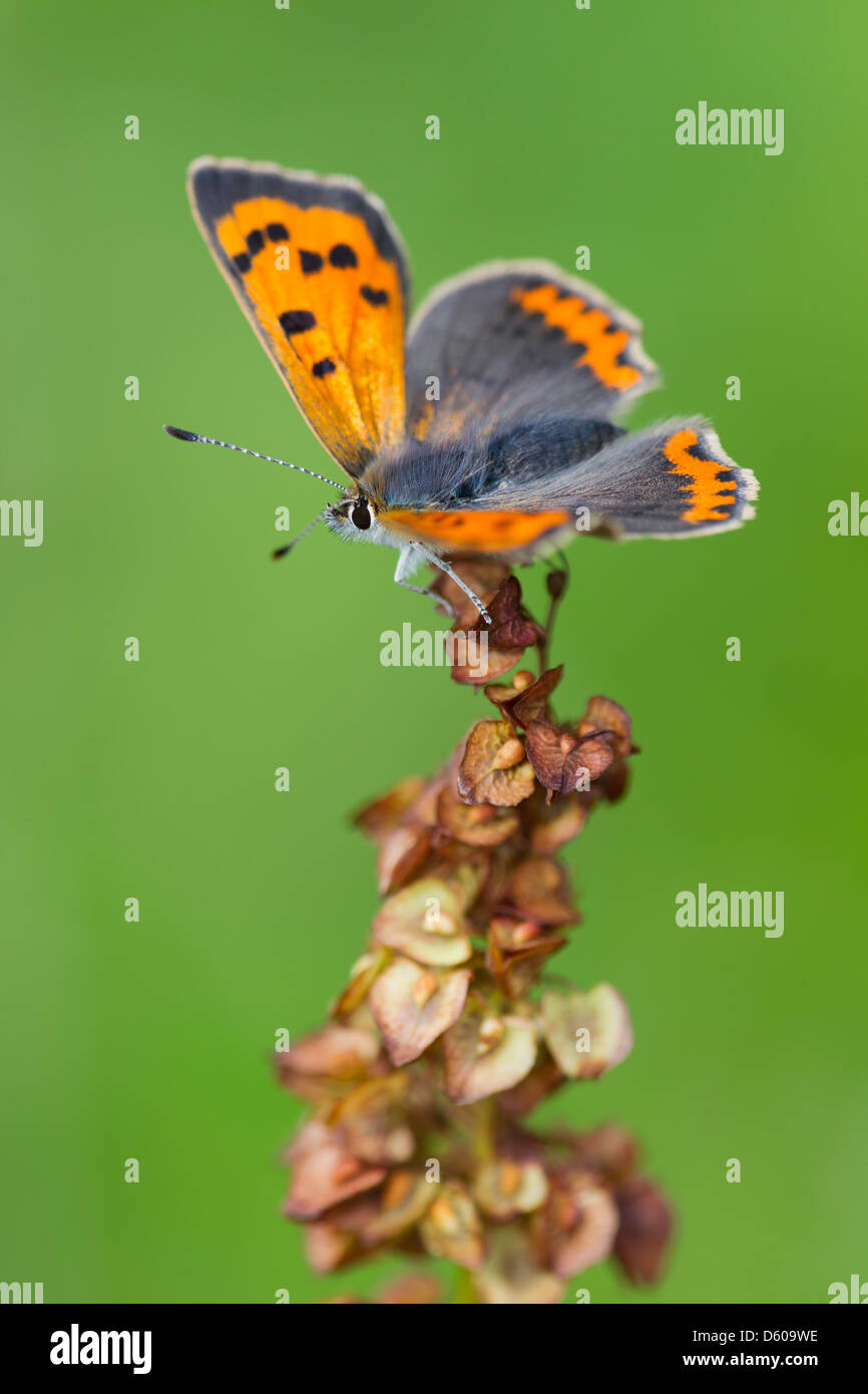 Small copper Lycaena phlaeas caeruleopunctata, adult, perched on Common sorrel at Tank Quarry, Malvern Hills in August. Stock Photo