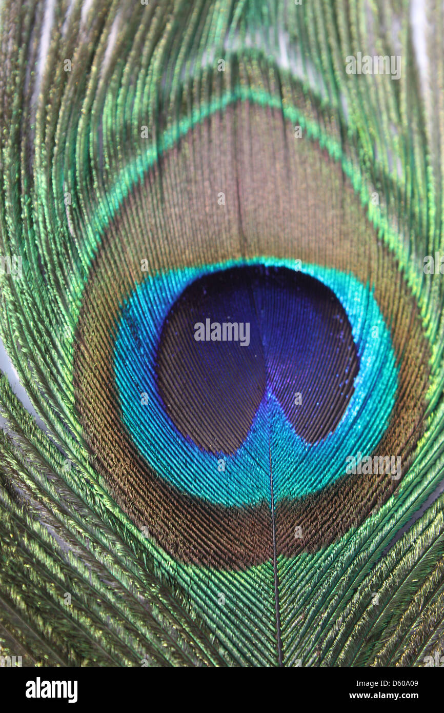 close up of peacock feather Stock Photo