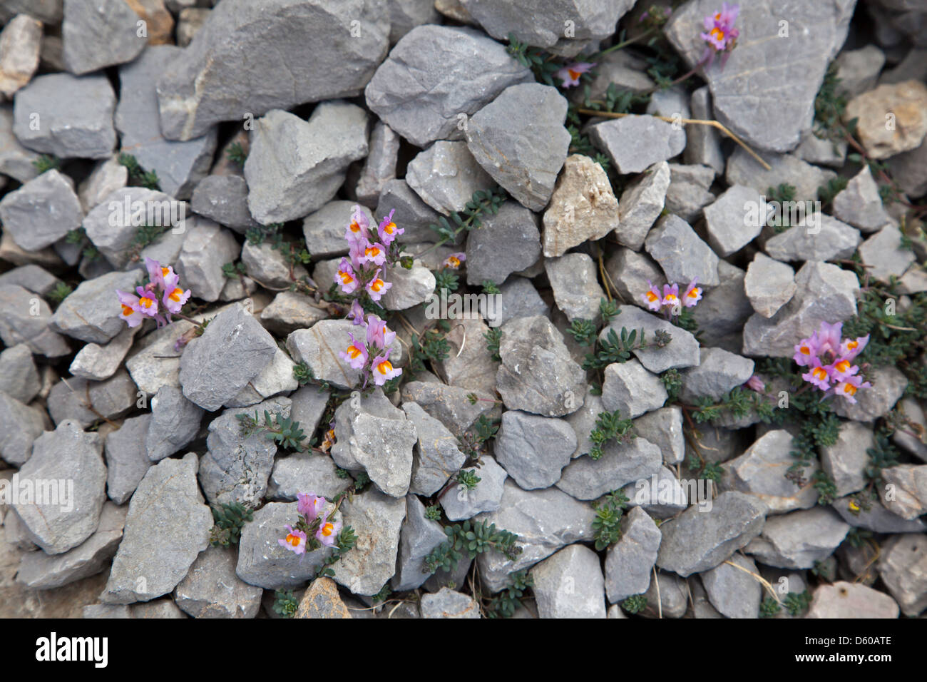 Alpine Toadflax growing near Fuente De in the Picos de Europa, northern Spain Stock Photo