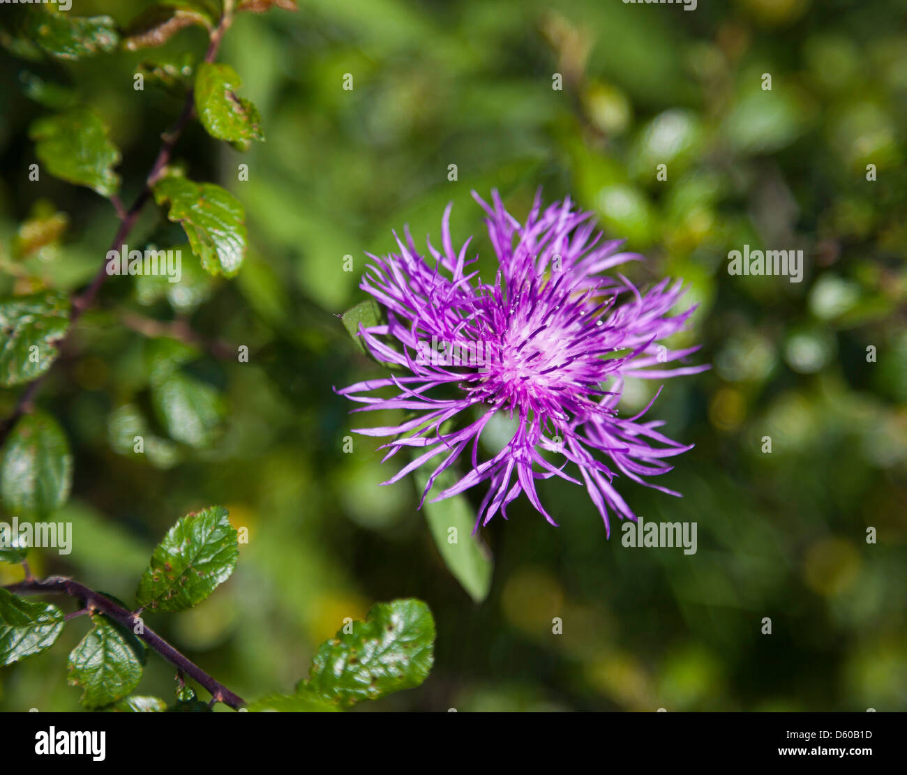 Centaurea nigra knapweed plant hi-res stock photography and images - Alamy