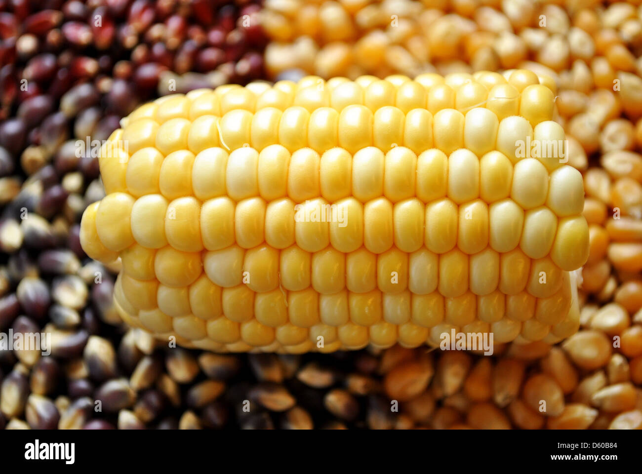 Corn on the Cob on Popcorn Kernels Stock Photo Alamy