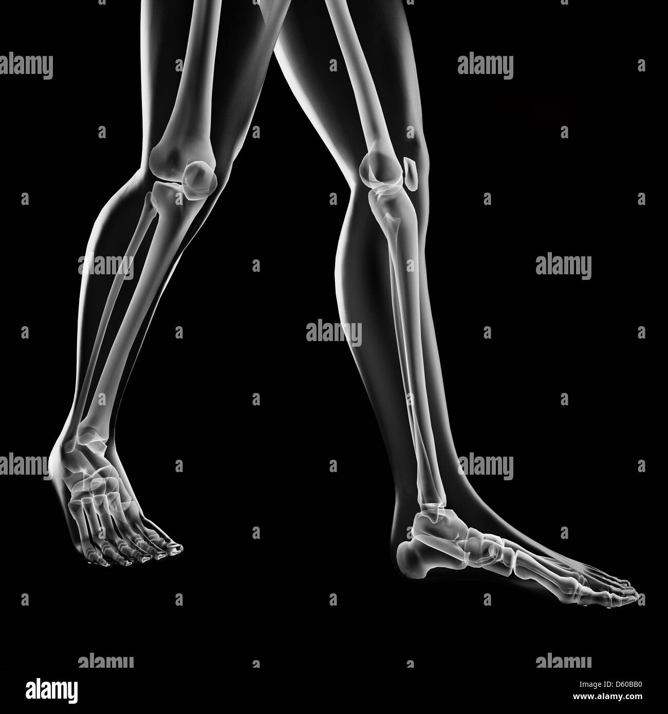 Human Normal Radiograph human radiography scan Stock Photo - Alamy