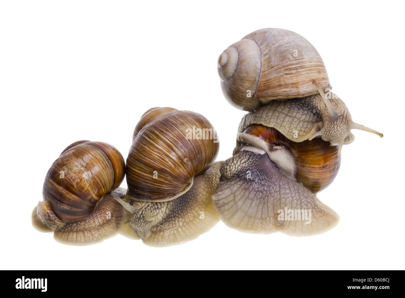 Marriage big snails games Stock Photo Alamy