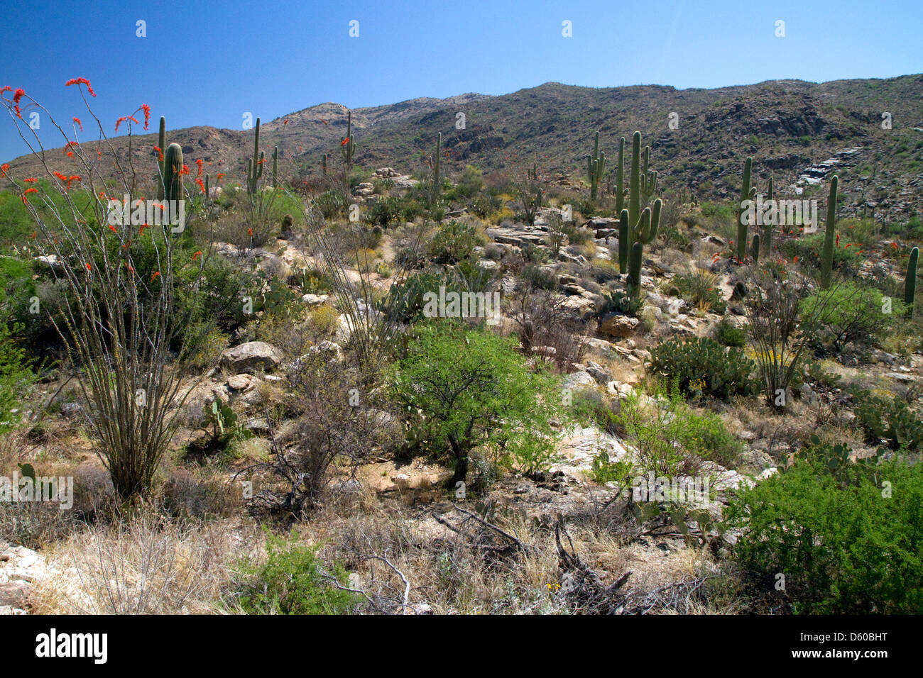 Saguaro cactus in Saguaro National Park located in southern Arizona, USA. Stock Photo