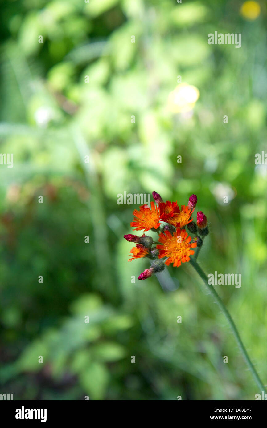 Orange Hawkweed wildflower in the Upper Peninsula of Michigan, USA. Stock Photo