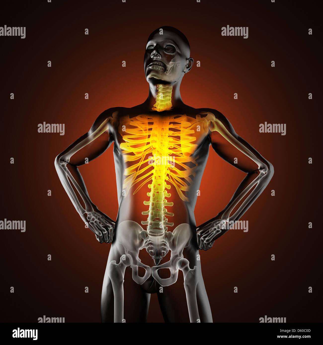 human radiography scan Stock Photo - Alamy