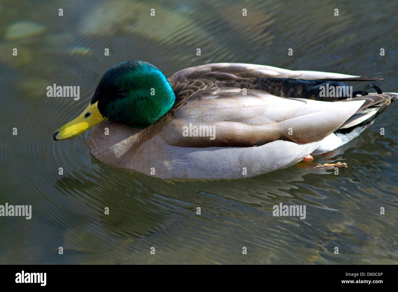Mallard duck in Boise, Idaho, USA. Stock Photo