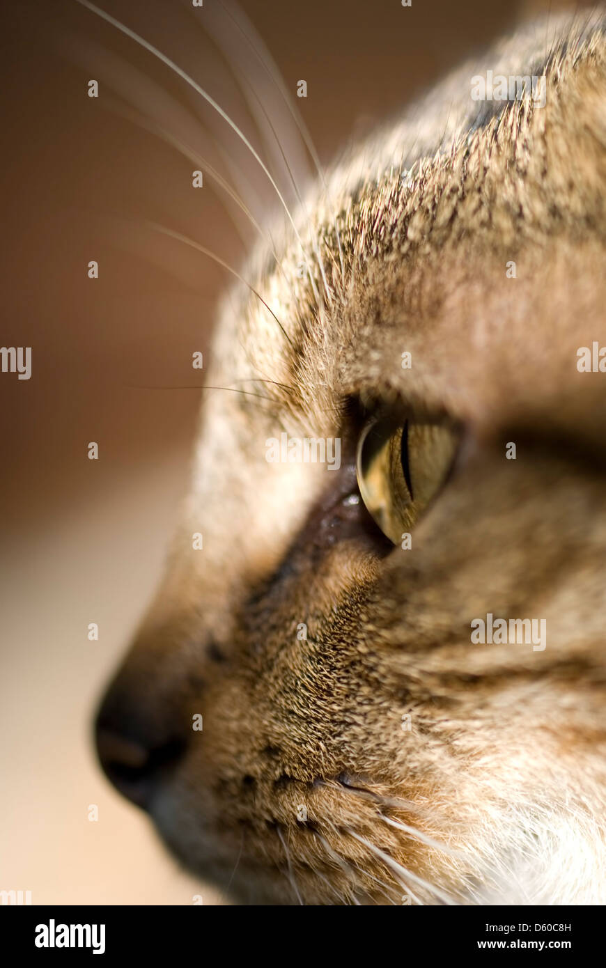 Close up of a cat in profile Stock Photo