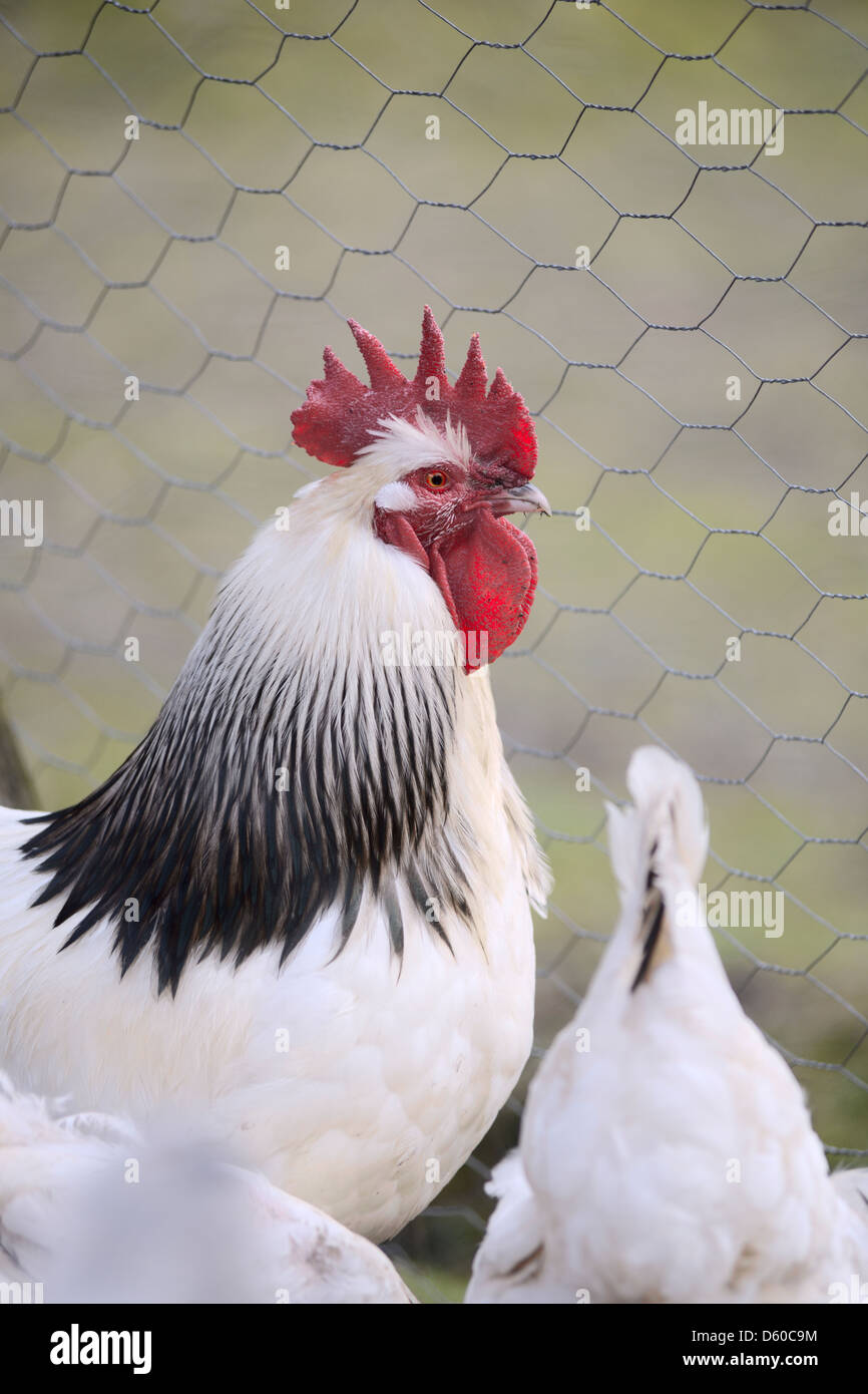 Light Sussex rooster in a mesh enclosure, Wales, UK Stock Photo