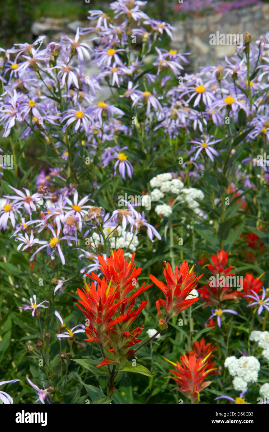 Indian wild flowers hi-res stock photography and images - Alamy