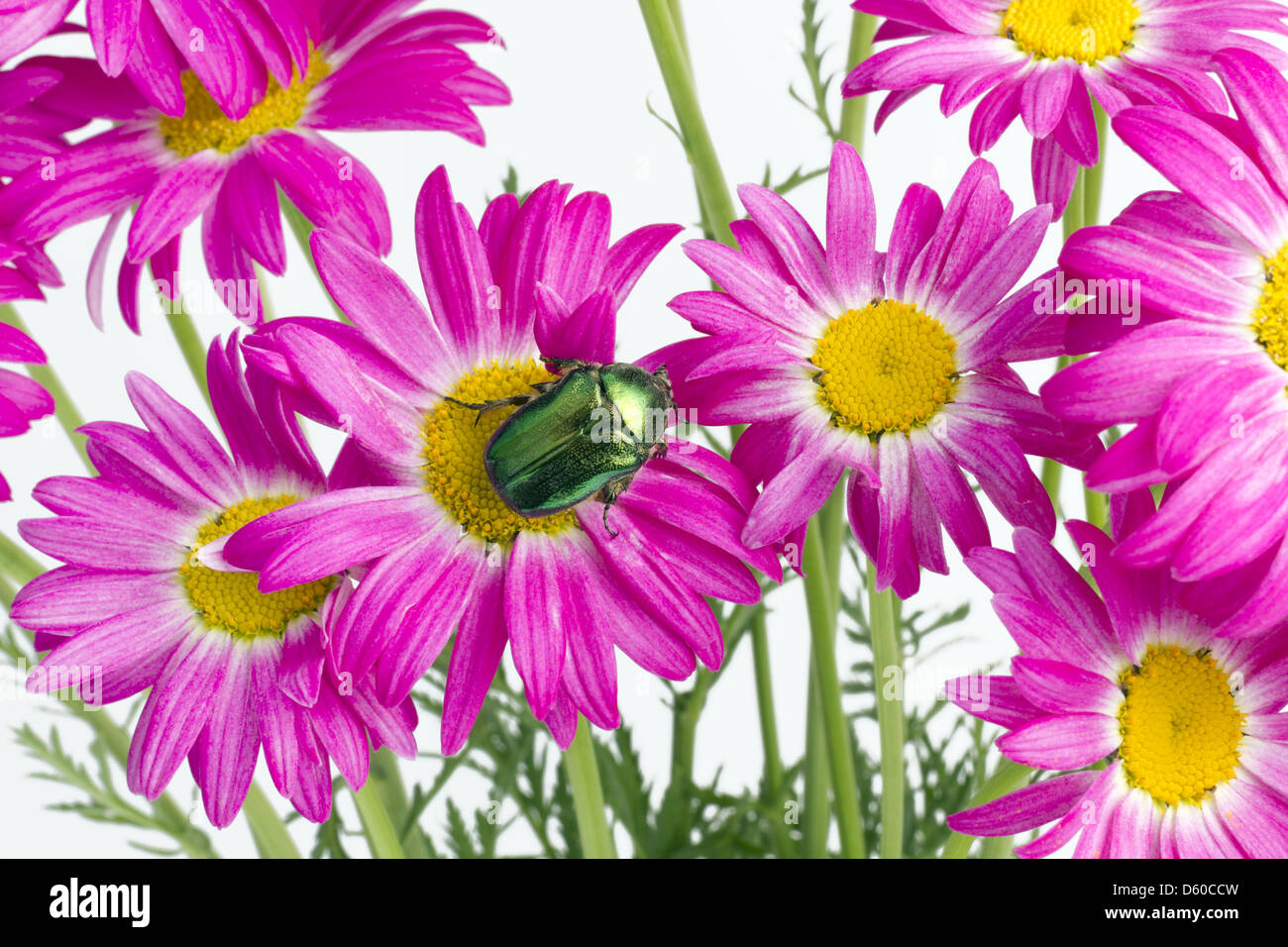 Green bug on  pink daisies Stock Photo