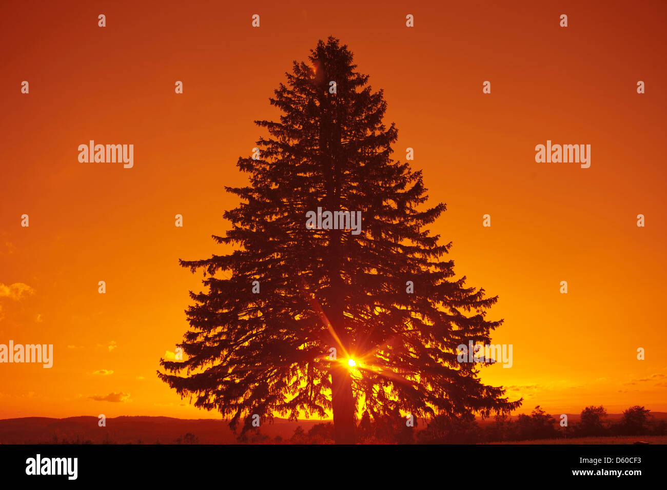 Lone tree hi-res stock photography and images - Alamy
