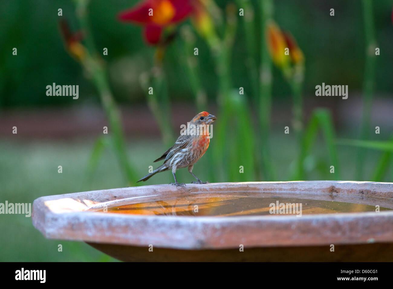 House finch sitting on a bird bath in Boise, Idaho, USA. Stock Photo