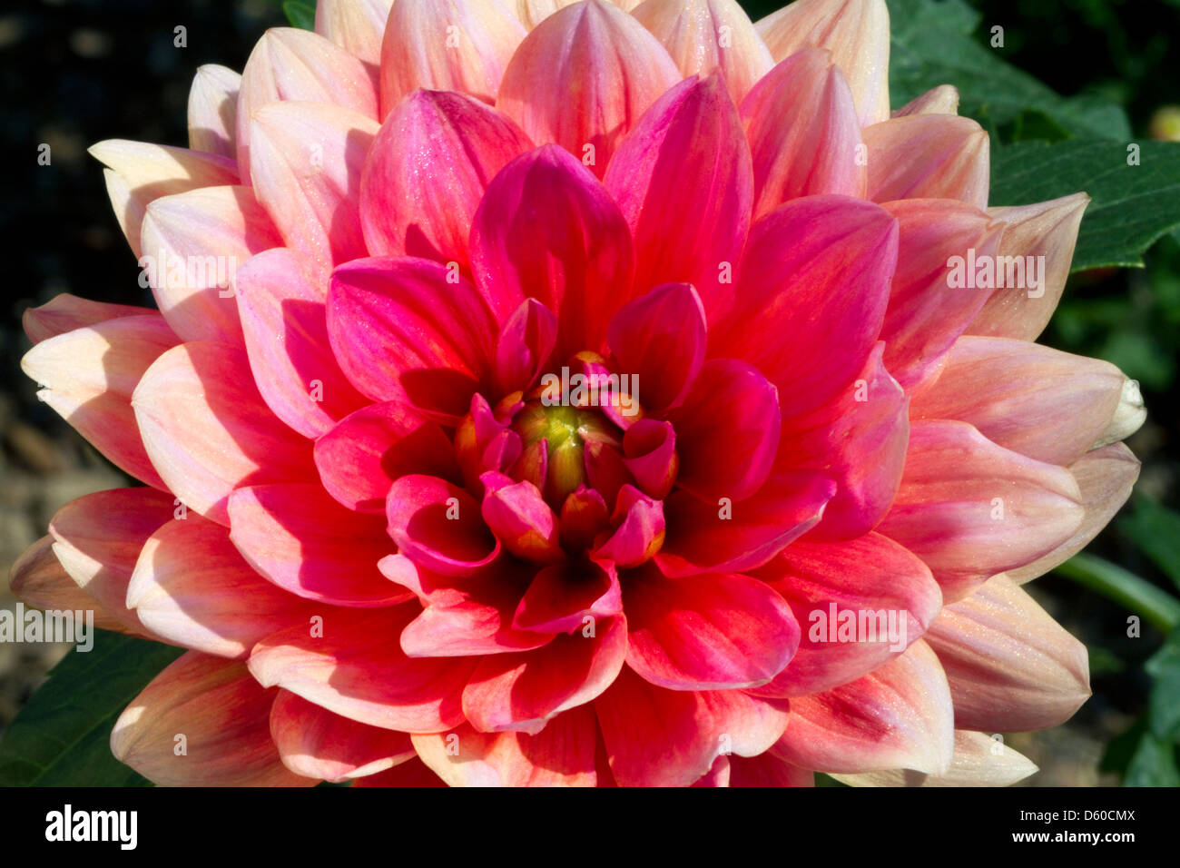 Dahlia flower in Boise, Idaho, USA Stock Photo Alamy