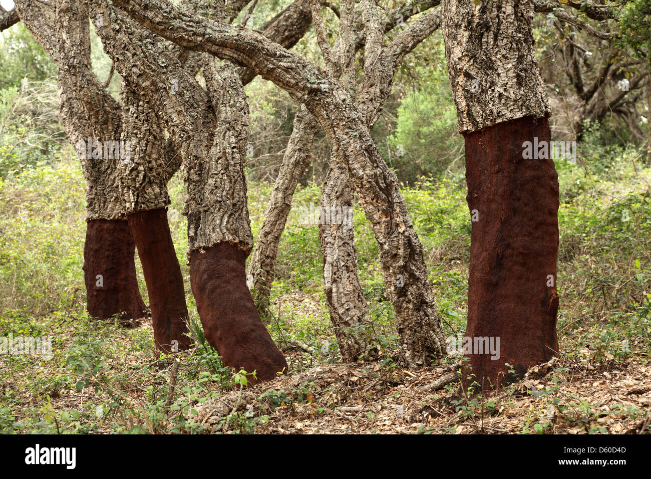 Cork trees in Andalusia, southern Spain Stock Photo