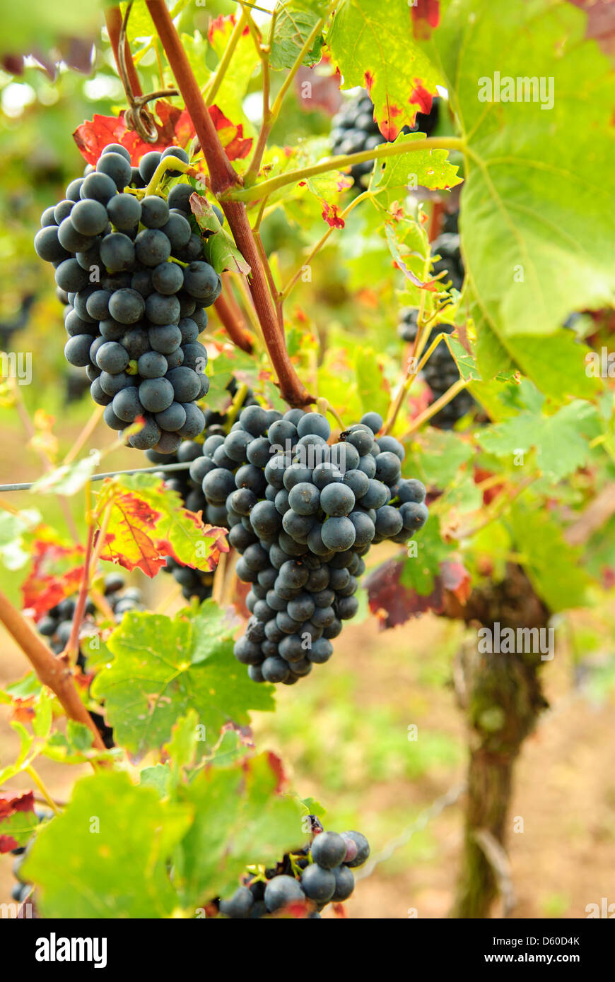 Black grapes on vine, vineyard, Rhineland-Palatinate, Germany, Europe Stock Photo