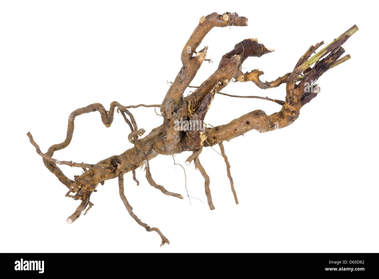Root like a lobster Stock Photo - Alamy