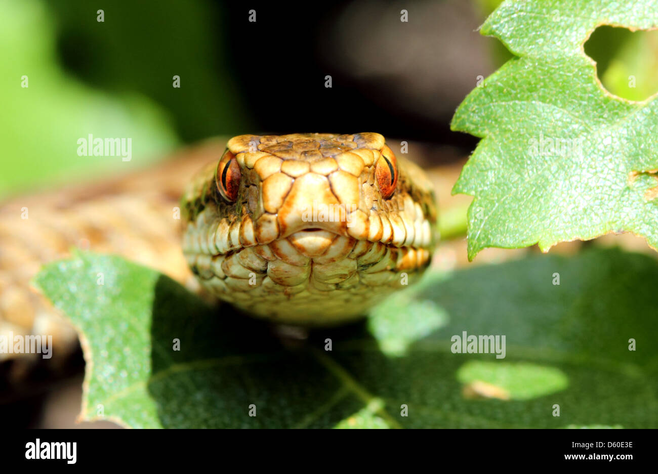 Female Adder close up macro. Britain's only venomous snake photographed in the Forest of Dean, Gloucestershire, UK. Stock Photo