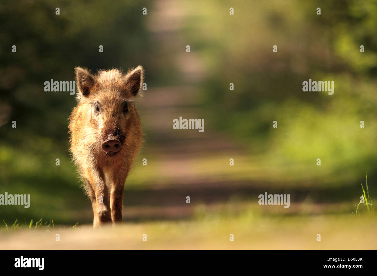 Wild Boar Piglet photographed in the Forest of Dean in 2012. Stock Photo