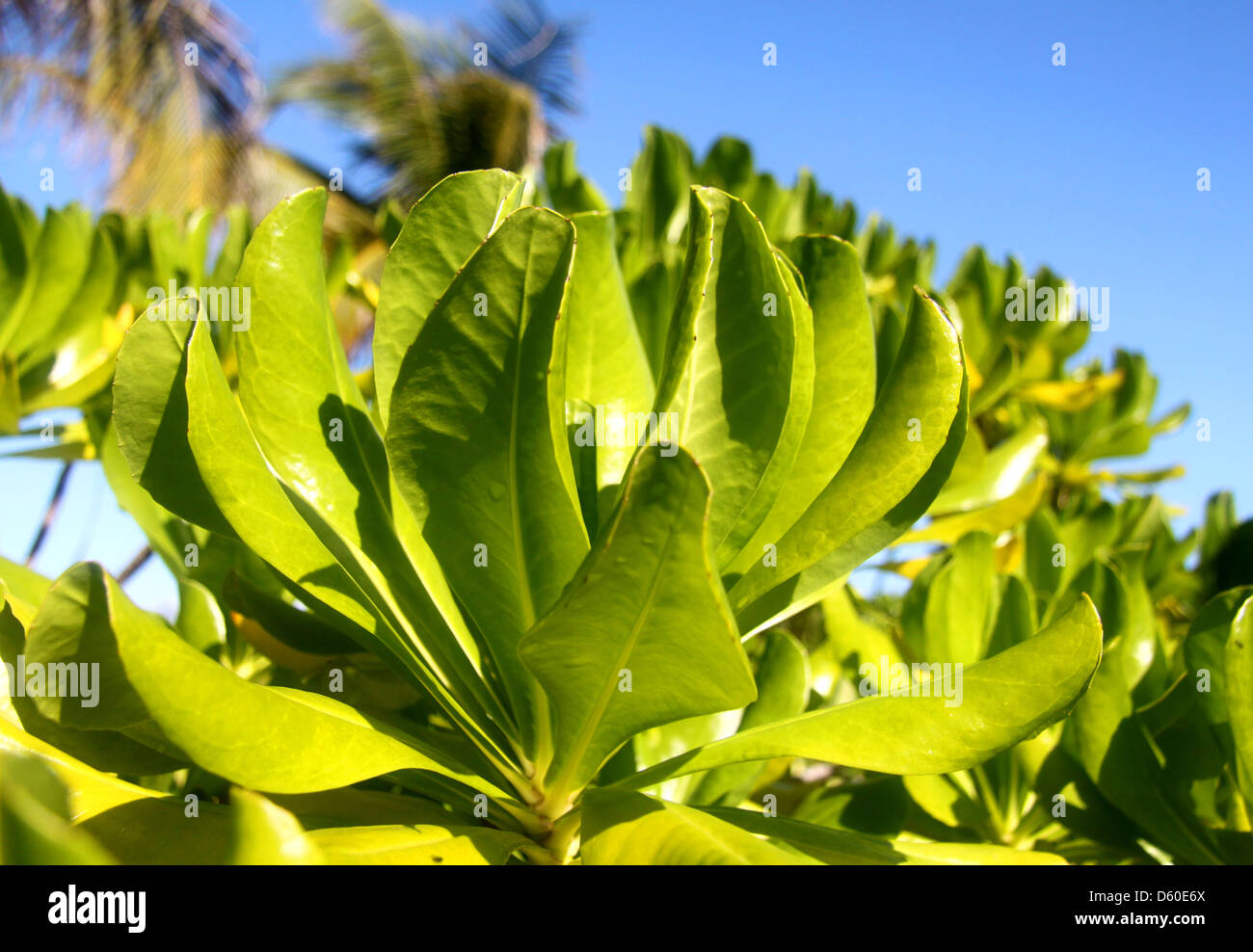 Leaves of mangrove trees Stock Photo