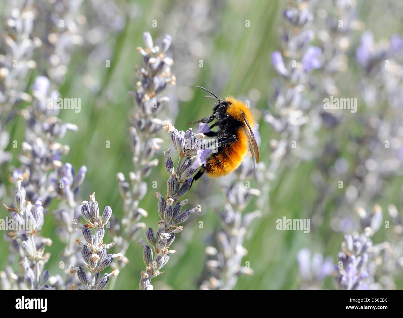 The Patagonian Bumblebee (Bombus dahlbomii) on lavender flowers. Stock Photo