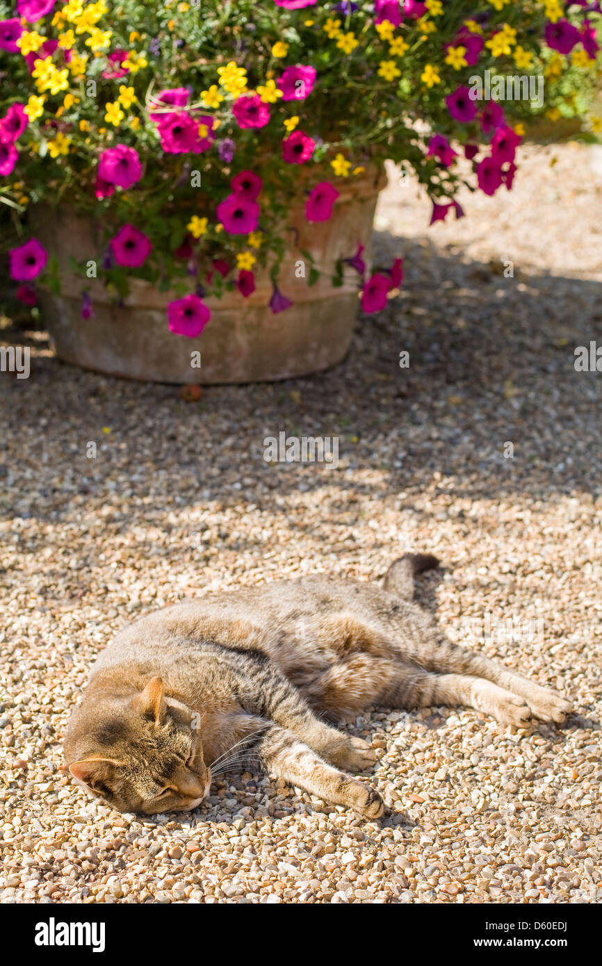 Cat Sleeping in Garden next to a Large Pot of Colourful Flowers Stock ...