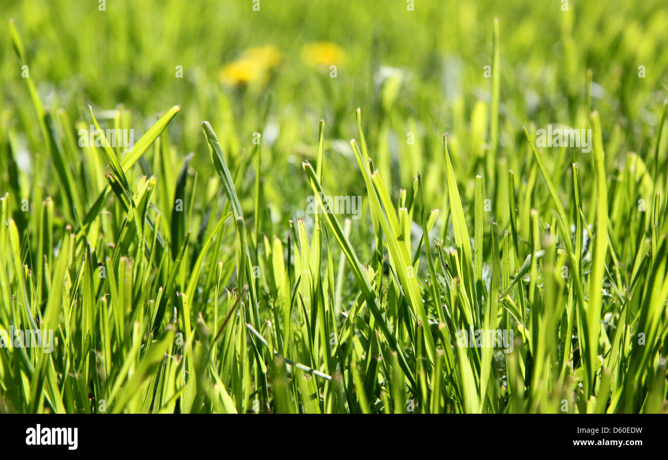 The texture of the green grass lawn Stock Photo