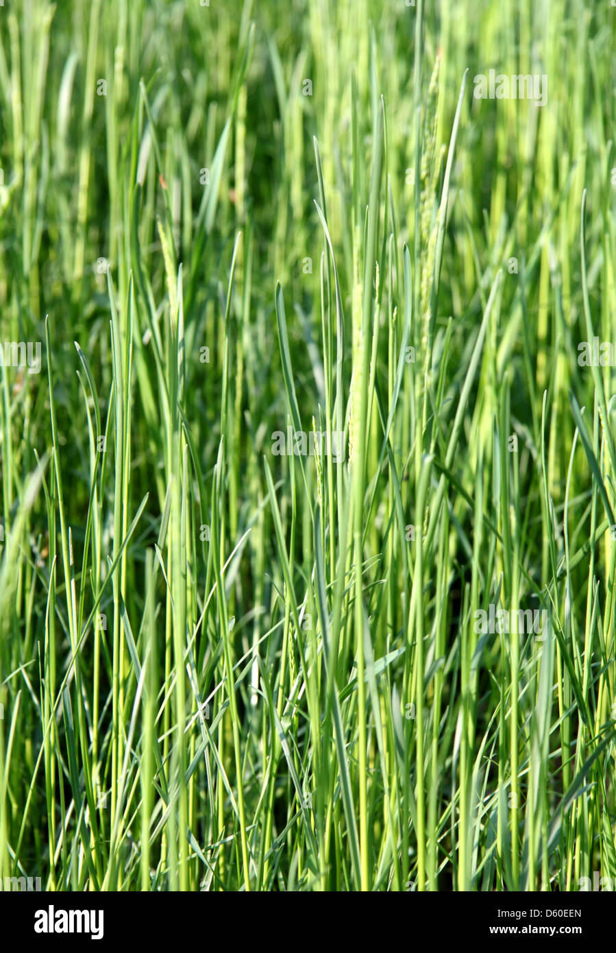 The texture of the green grass lawn Stock Photo