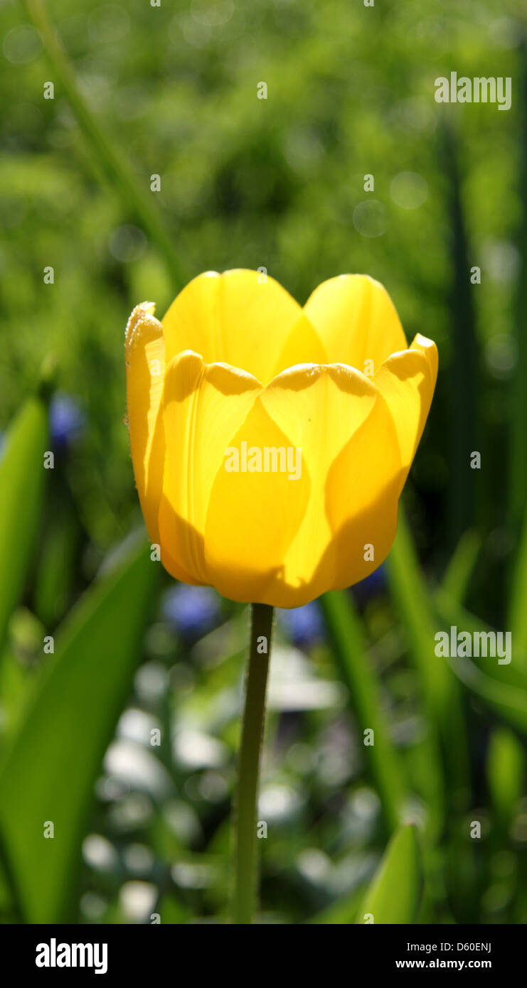 yellow tulip in the background of a beautiful grass Stock Photo - Alamy