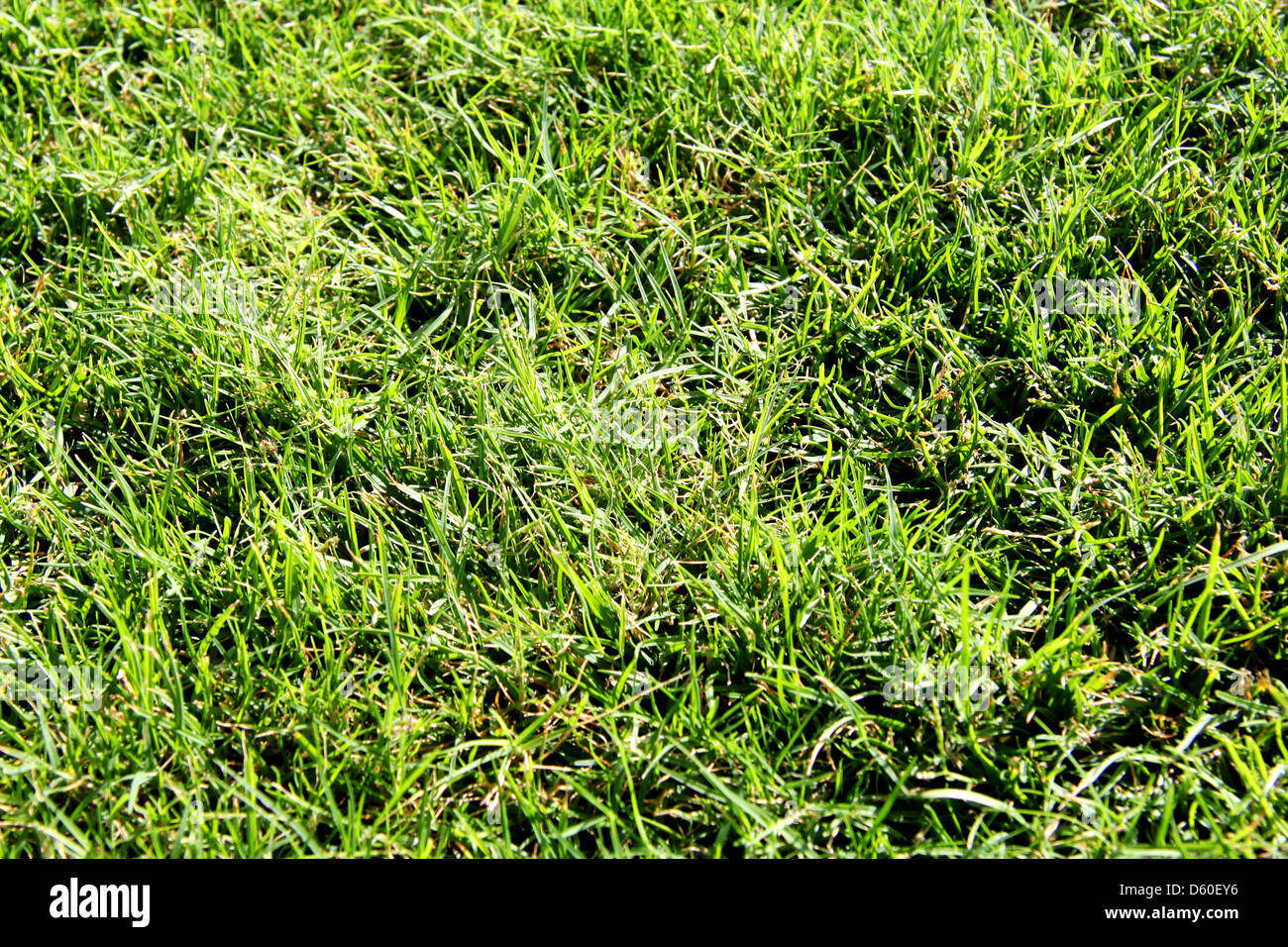 texture of the green grass lawn Stock Photo