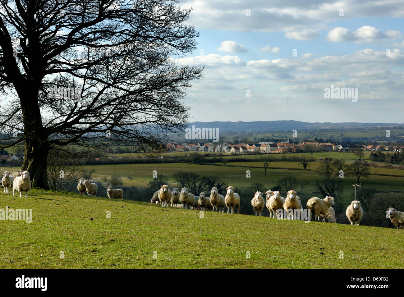 Flock of sheep on Whitstone Hill, near Shepton Mallet, Somerset, England Stock Photo