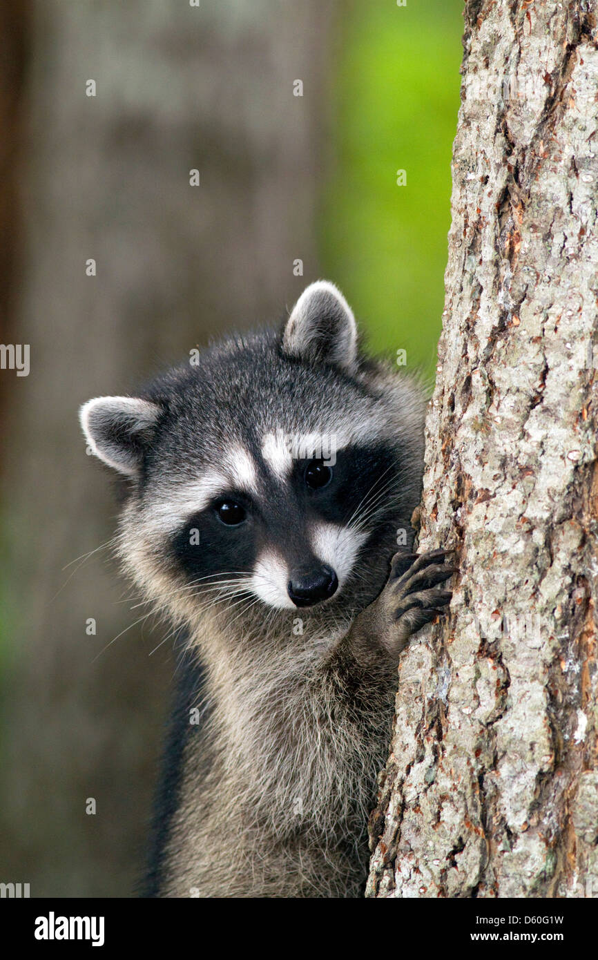 Raccoon at Shelton, Washington, USA. Stock Photo