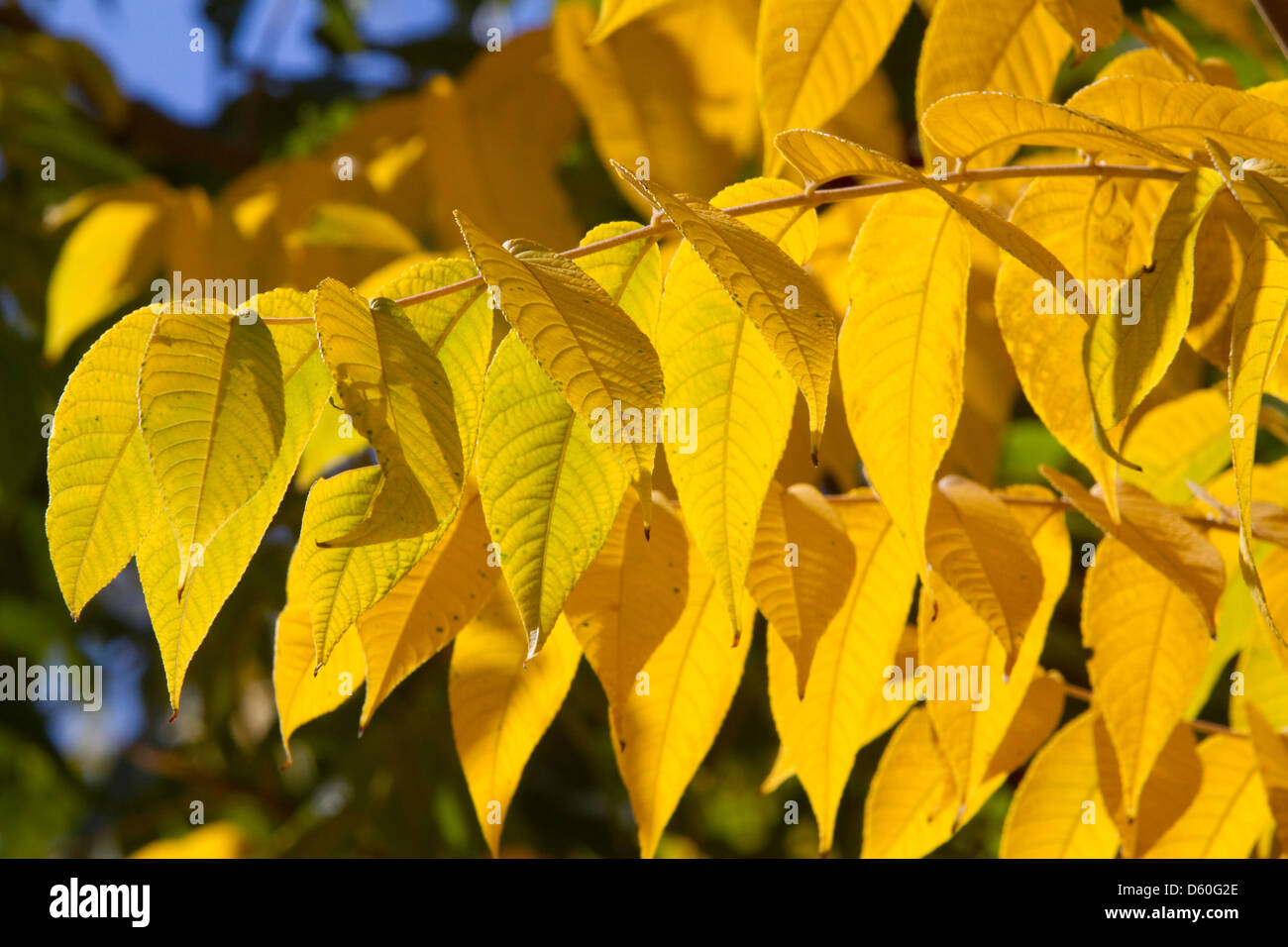 Sumac leaves change color in autumn, Boise, Idaho, USA Stock Photo Alamy