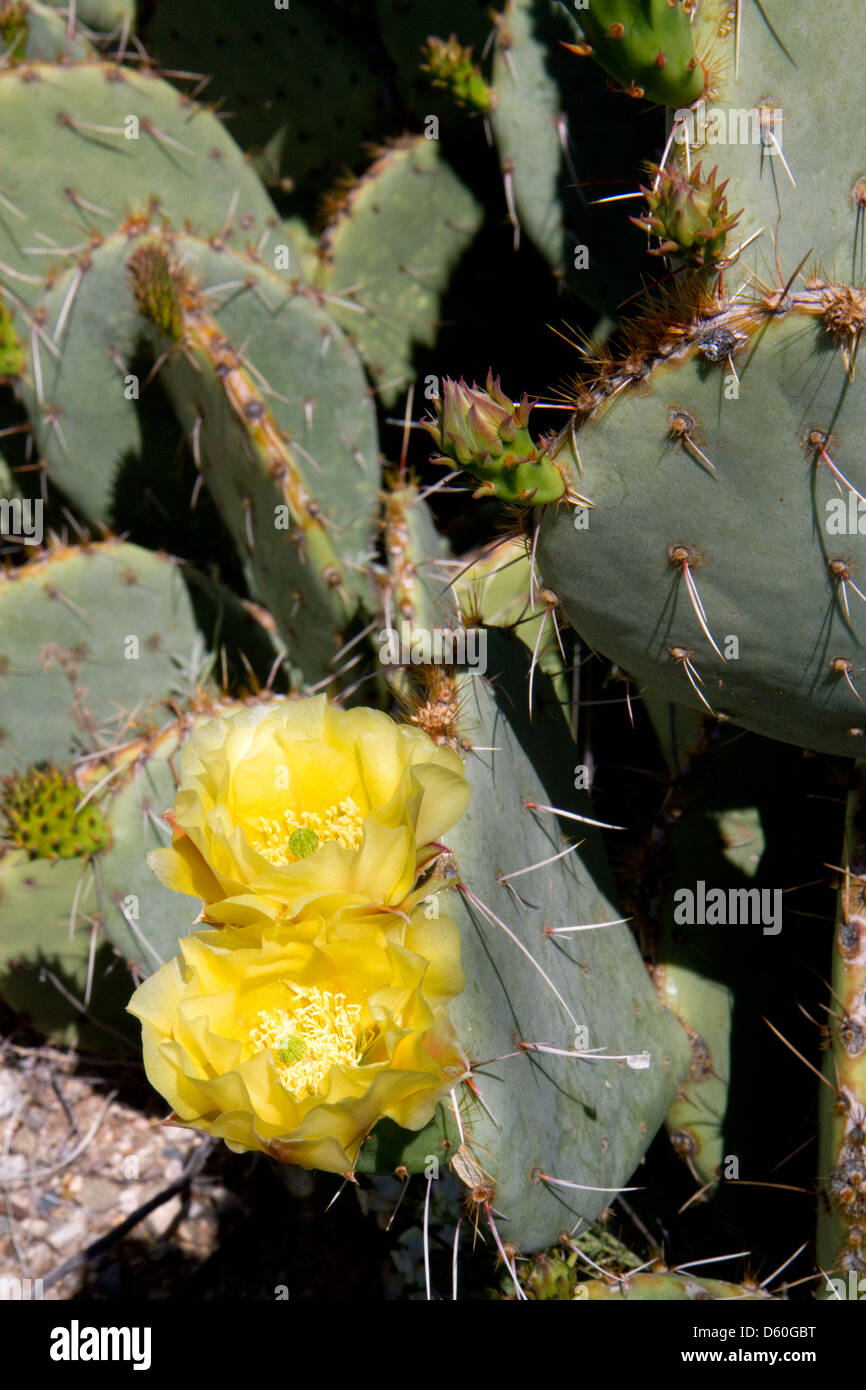 Prickly pear cactus in the Saguaro National Park in southern Arizona, USA. Stock Photo