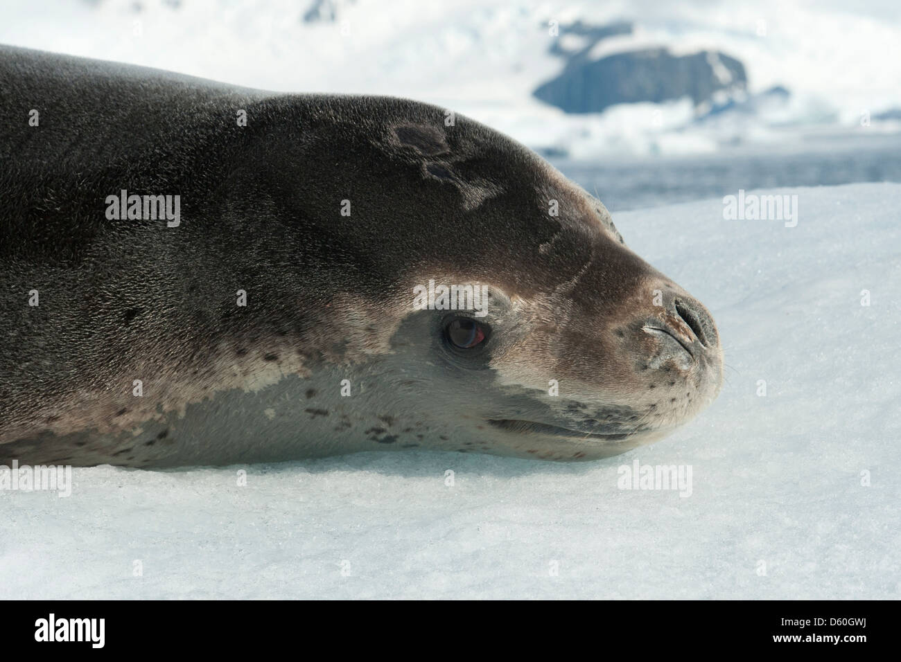 Leopard Seal (Hydrurga leptonyx), portrait on iceberg. Pleneau Island ...
