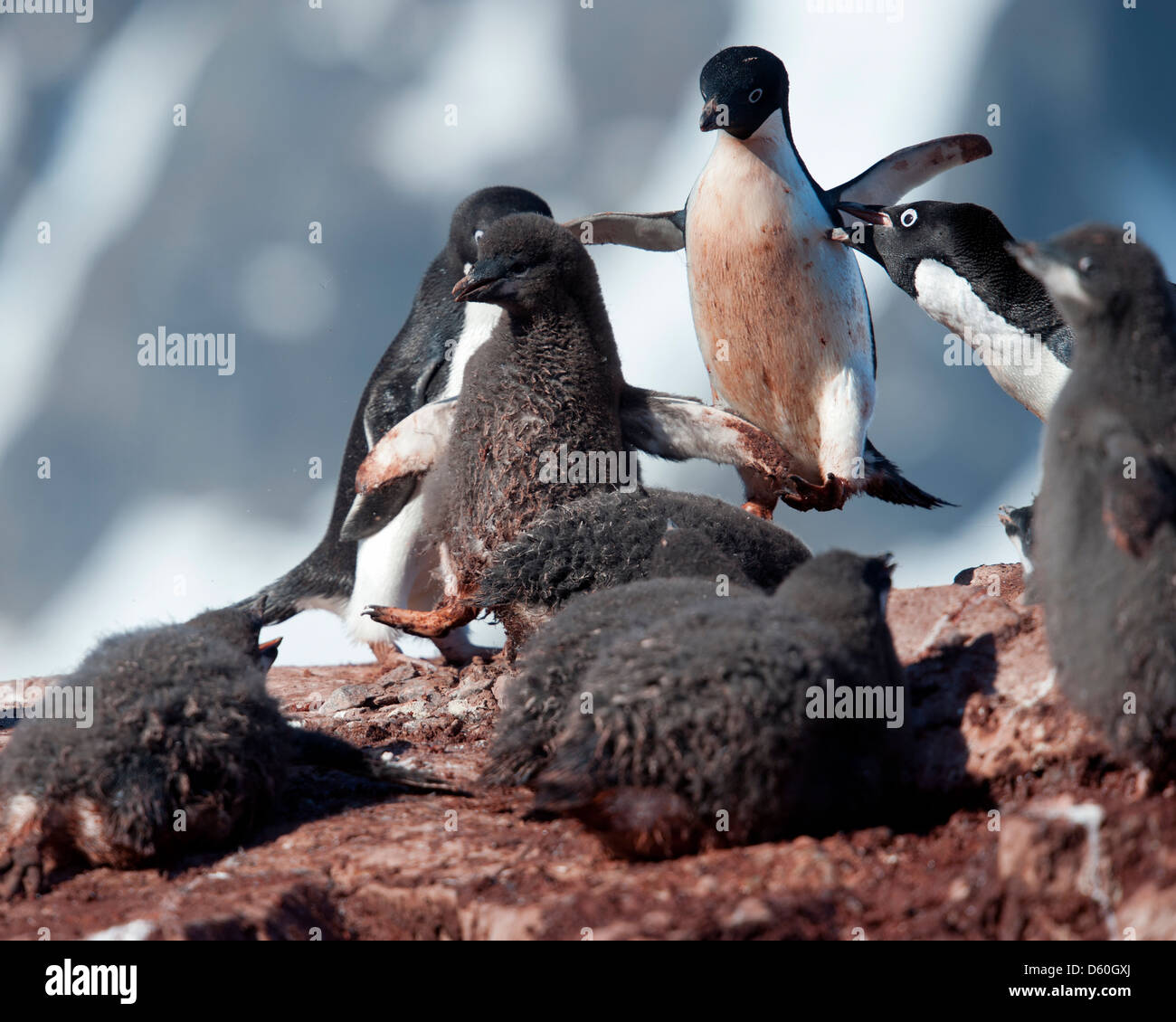 Adult baby penguin hi-res stock photography and images - Alamy