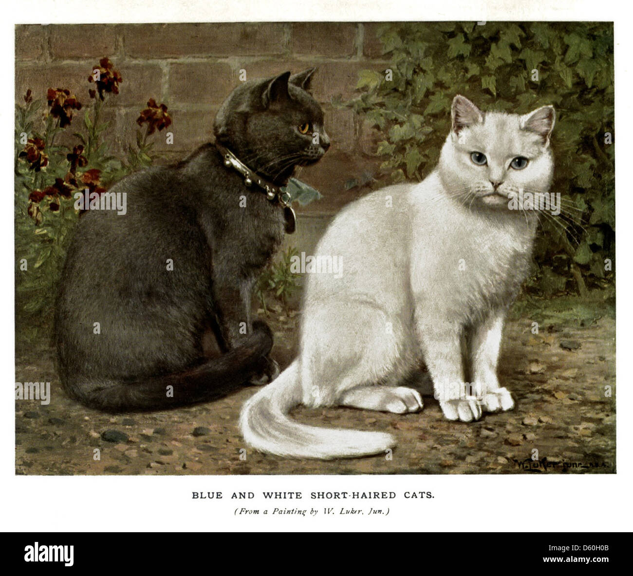 The book of the cat (1903) Stock Photo