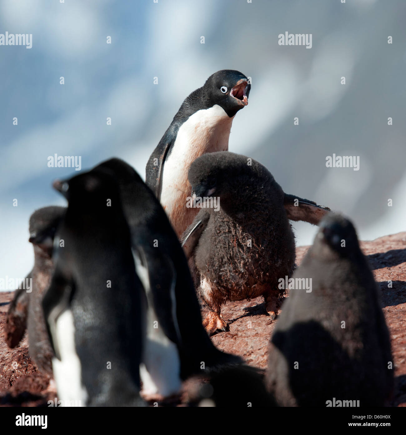 Adélie Penguin (Pygoscelis adeliae), adult squawking at chick. Petermann Island Antarctic Peninsula. Stock Photo