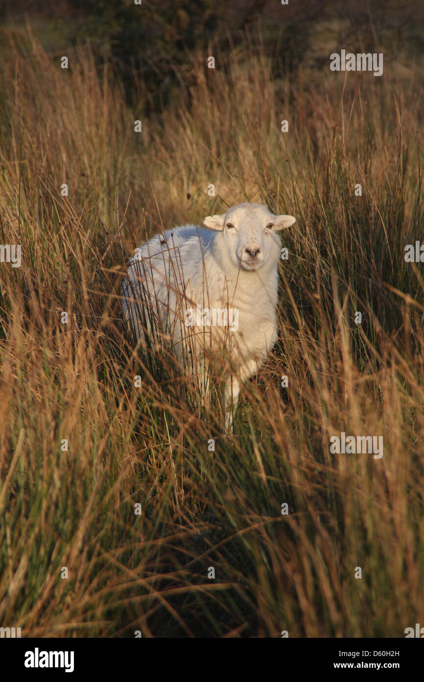 One sheep in field in wales hi-res stock photography and images - Alamy