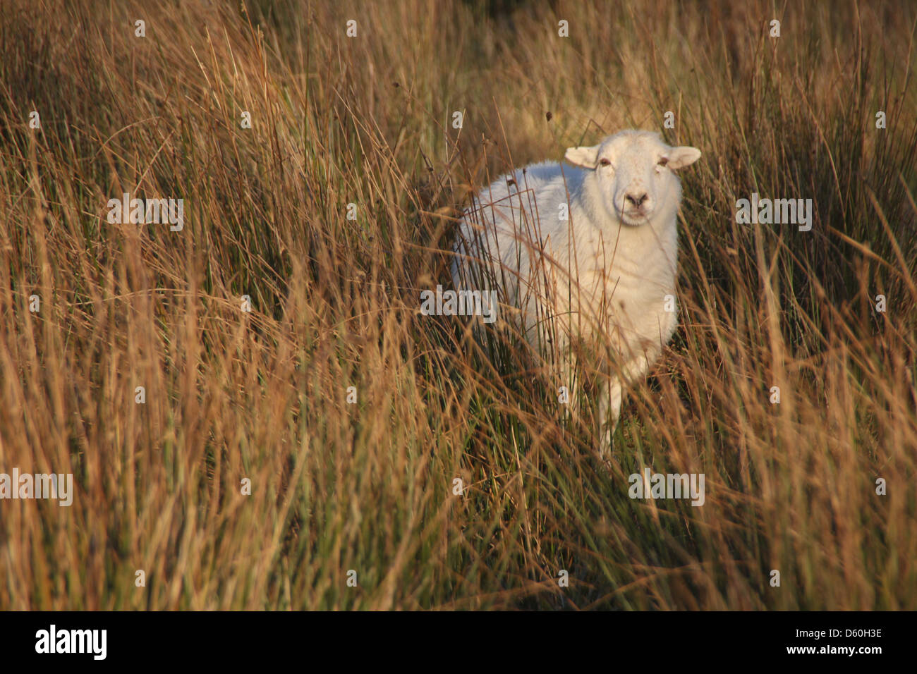 One sheep in field in wales hi-res stock photography and images - Alamy