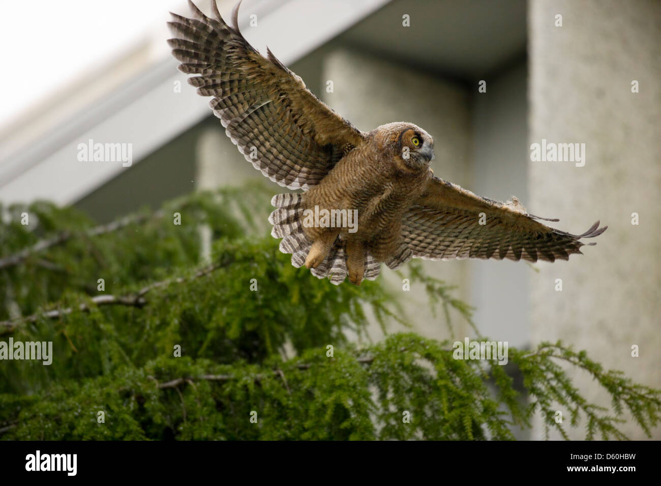 Great horned owl fledgling taking flight from fir tree towards planter box nest in building. Stock Photo
