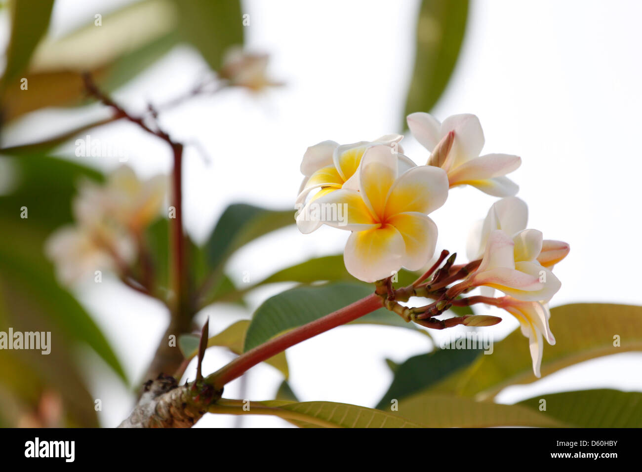 Picture Frangipani (plumeria) Flower on The tree. Stock Photo