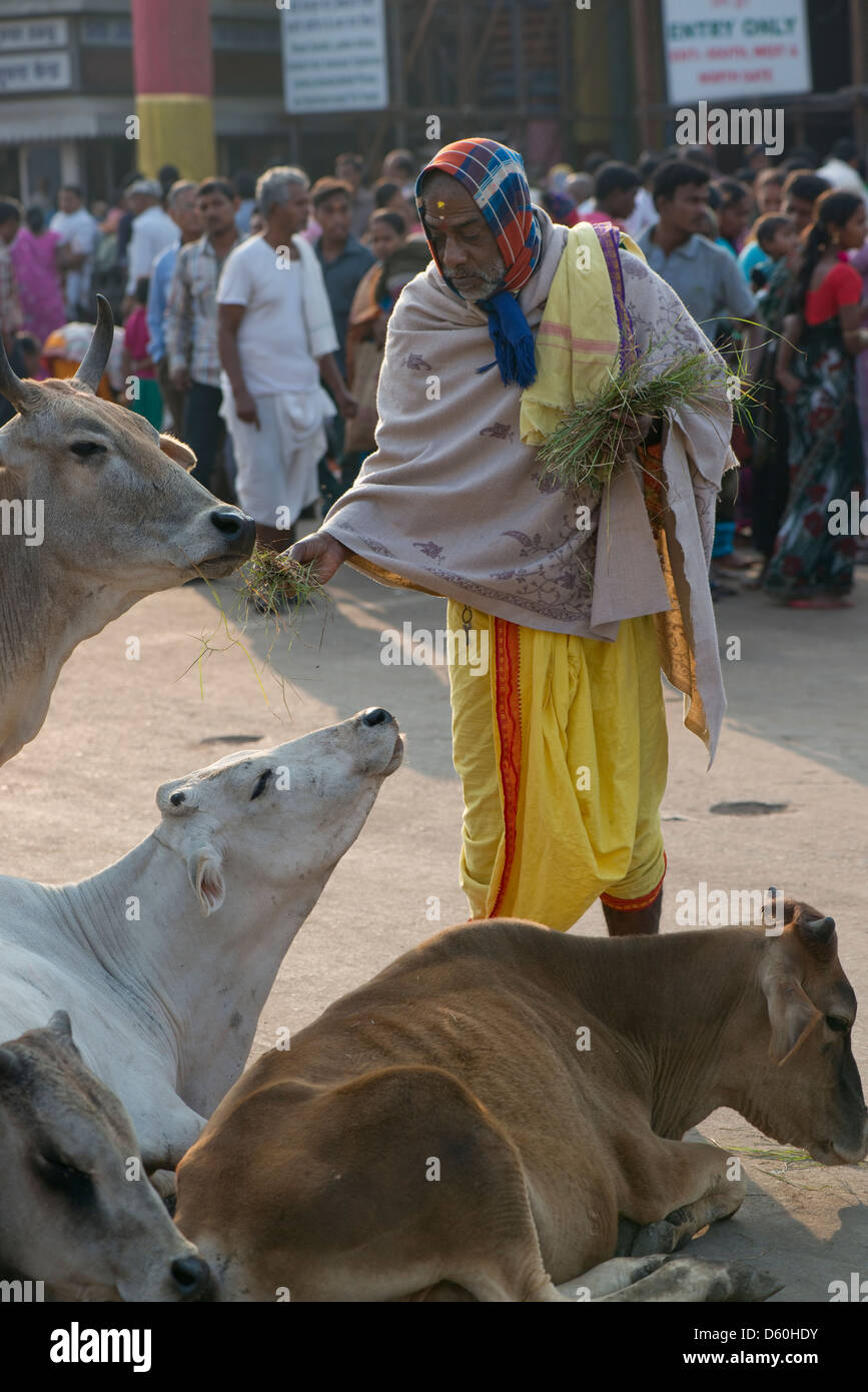 A Hindu Brahmin priest feeds straw to sacred cows outside the Jaggarnath temple in Puri, Odisha, India Stock Photo