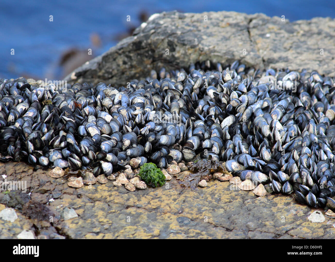 Mussels on the shore, Western Cape, South Africa Stock Photo Alamy