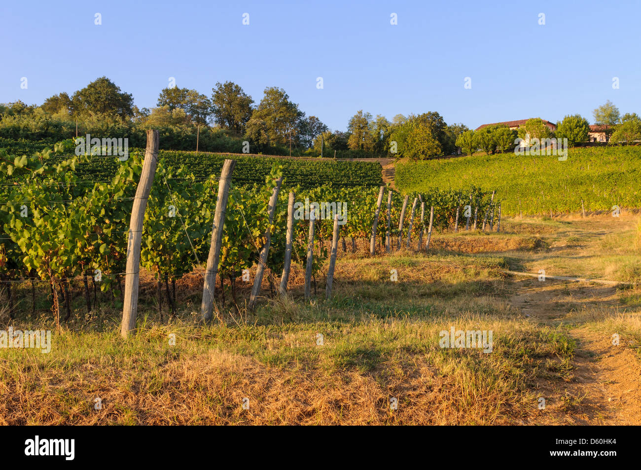 Vineyards and green fields on the hills. Stock Photo