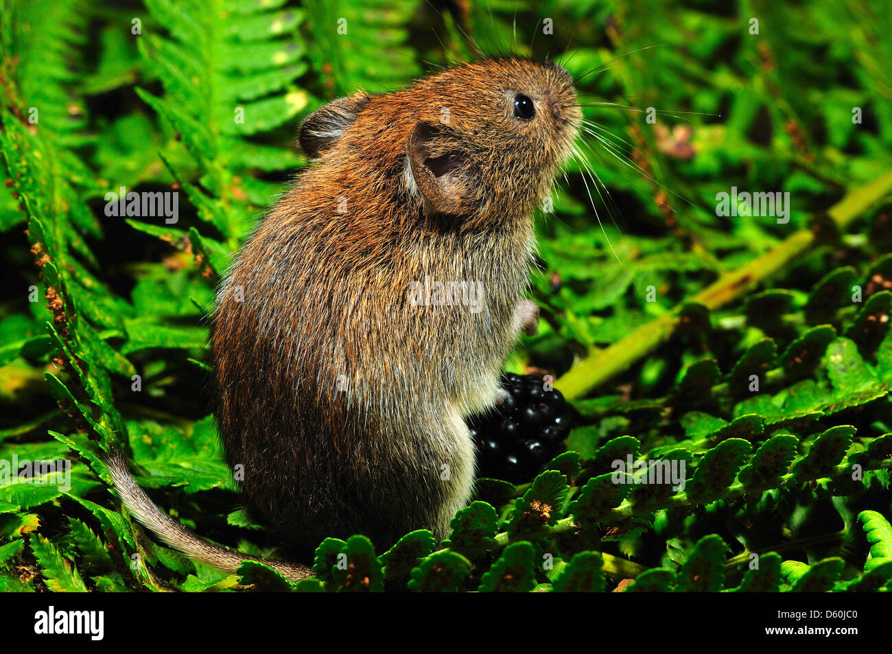 A harvest mouse on a green fern Stock Photo