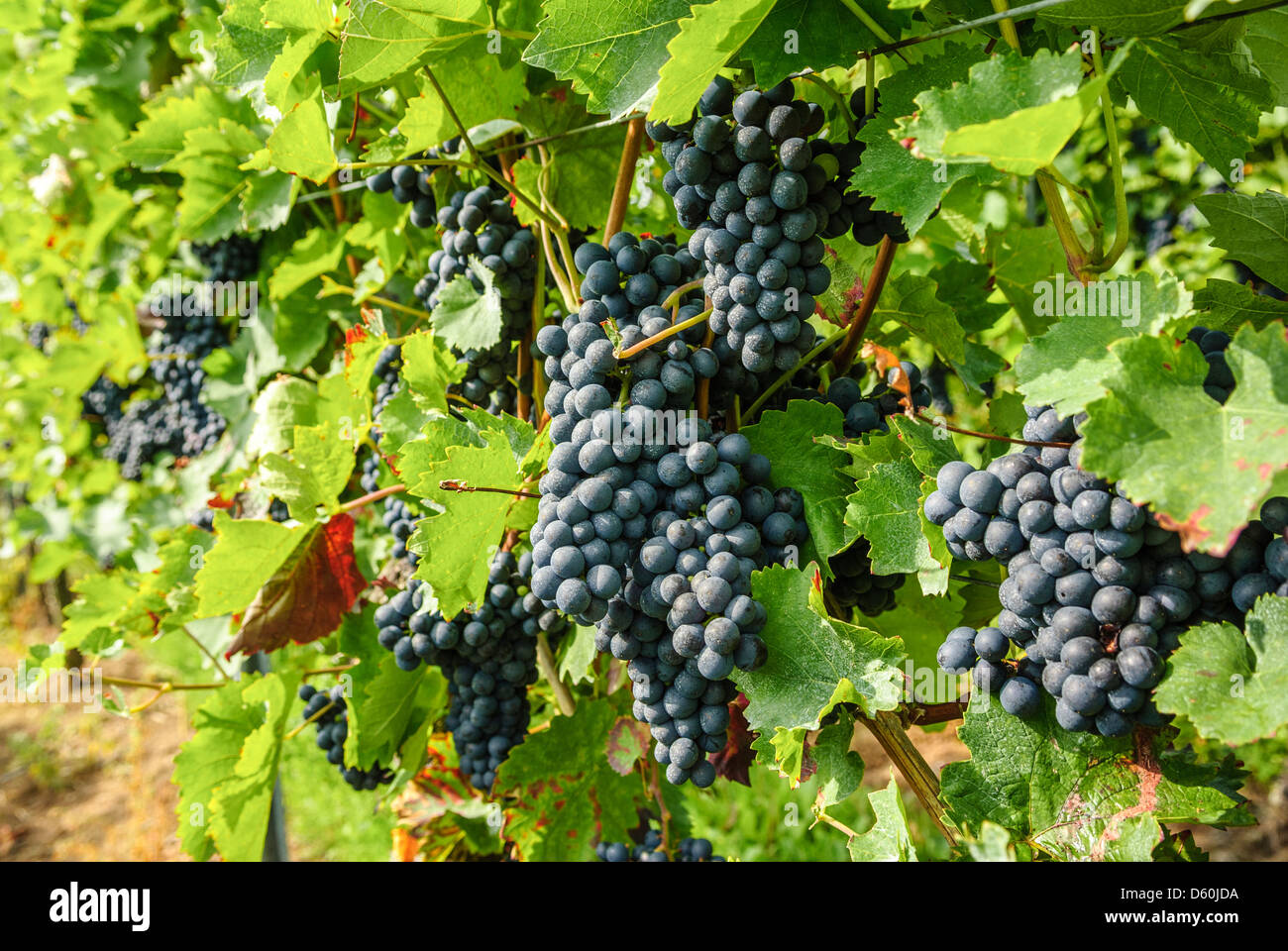 Black grapes on vine, vineyard, Rhineland-Palatinate, Germany, Europe Stock Photo