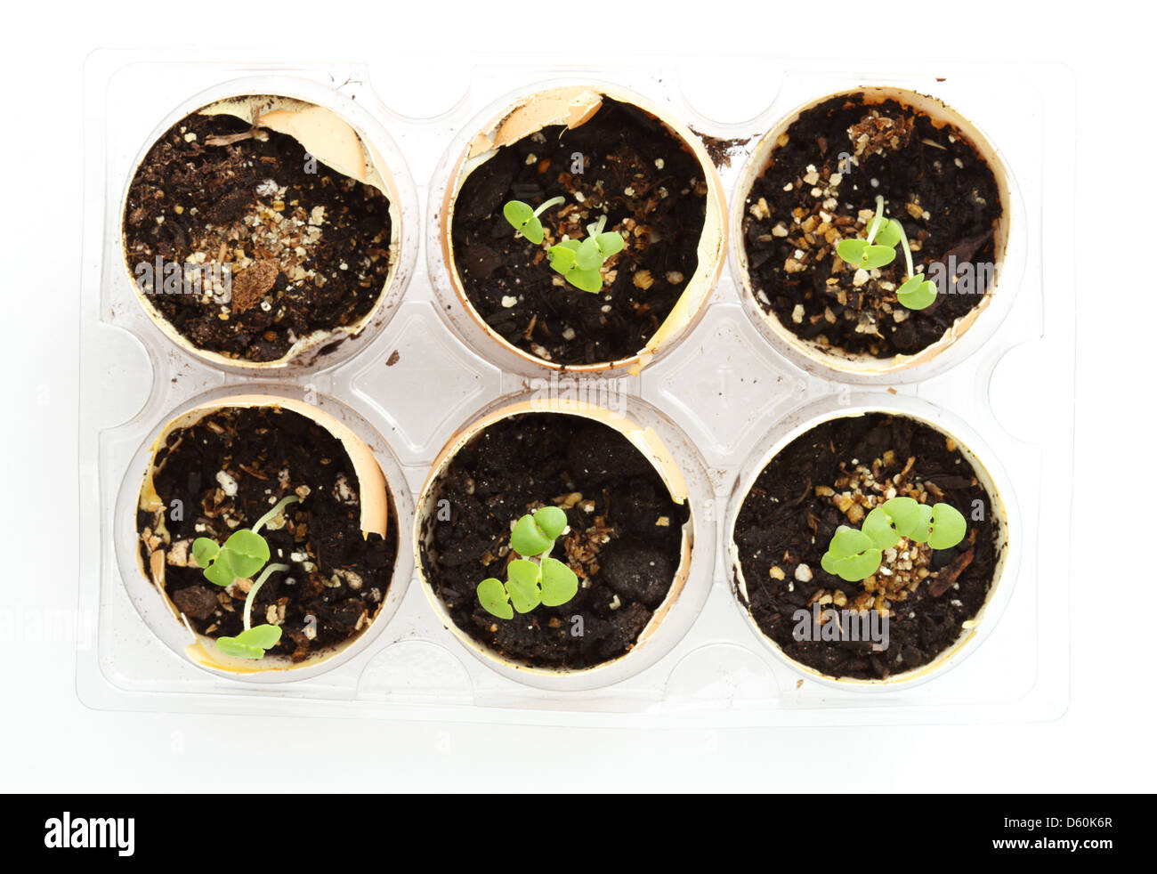 Indoor grown basil Cut Out Stock Images & Pictures Alamy