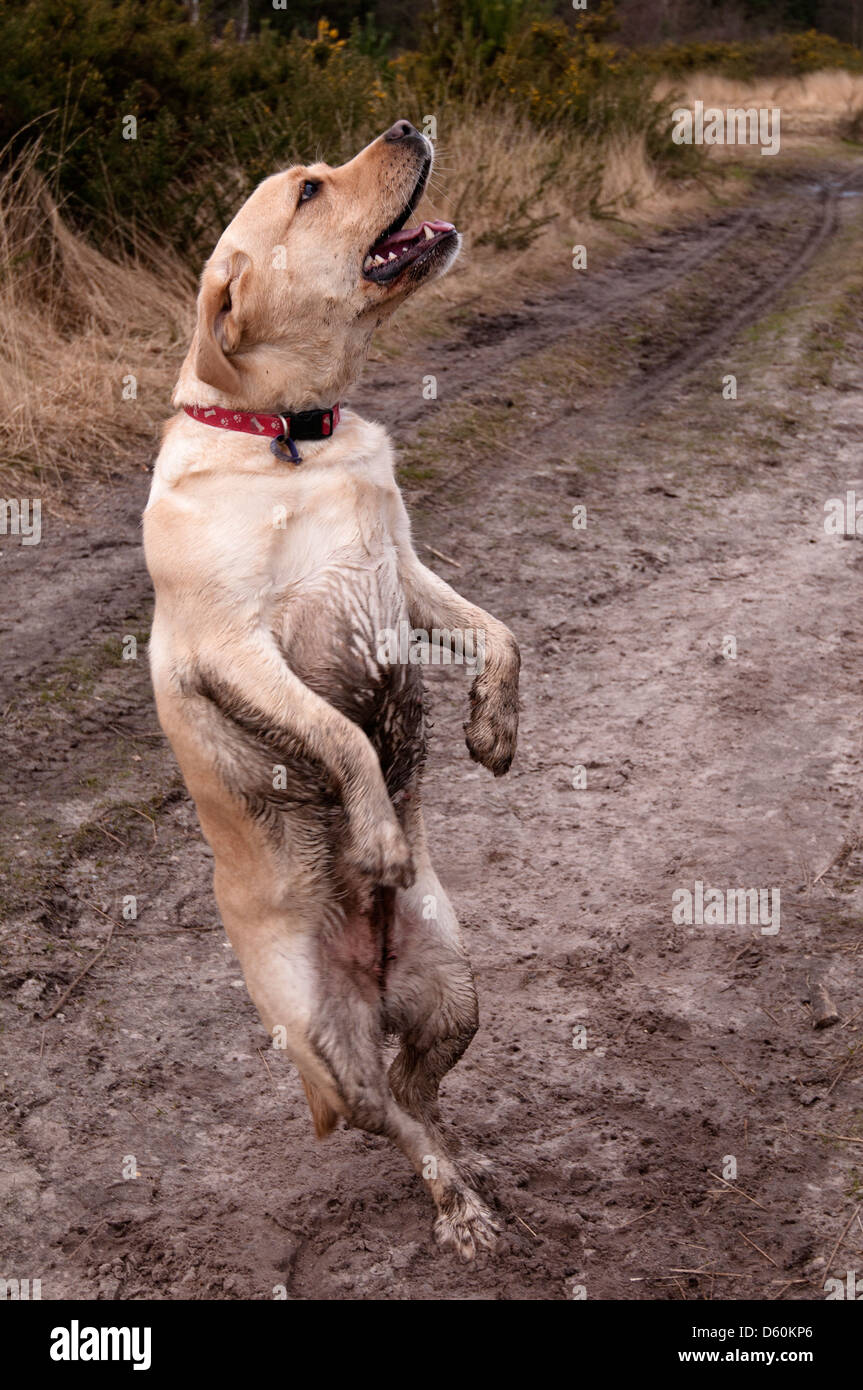 Labrador Jumping Up Stock Photo Alamy