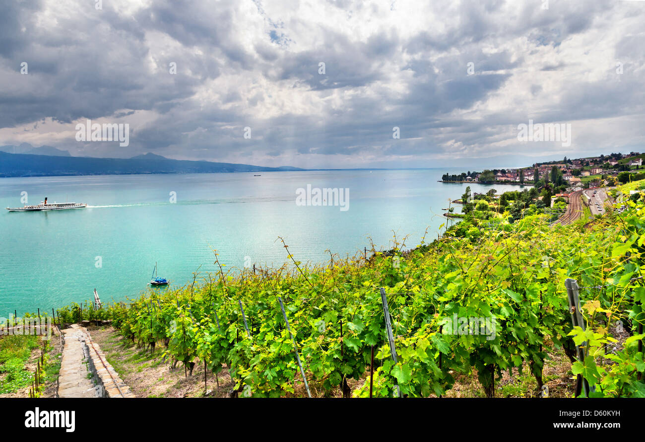 Famouse vineyards in Geneva lake Stock Photo